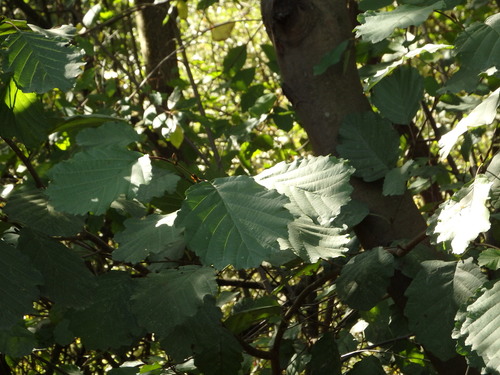 Alnus lusitanica (Alnus lusitanica)
