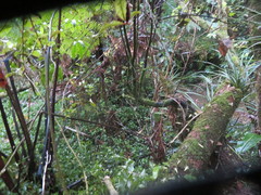 Cyathea medullaris