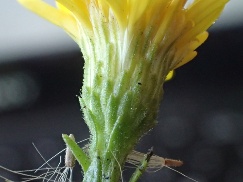 Enula vischiosa