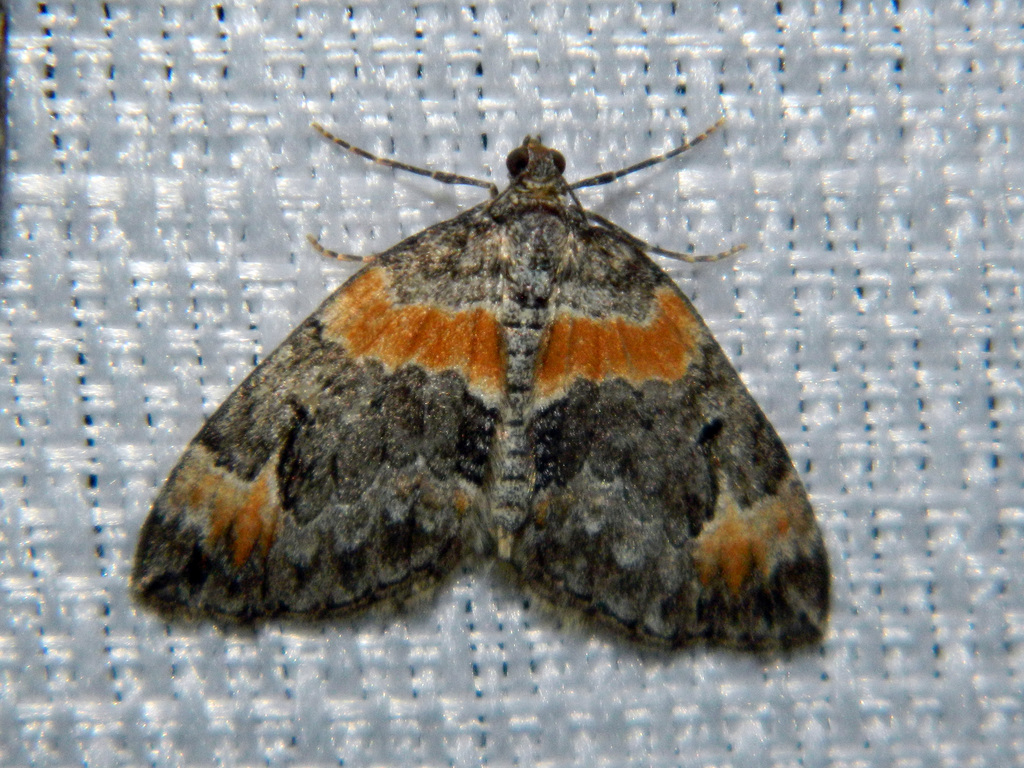 Orange-barred Carpet Moth