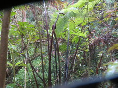 Cyathea medullaris