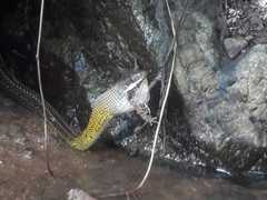 Dendrophidion bivittatus