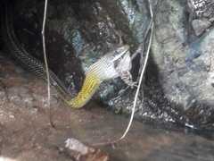 Dendrophidion bivittatus