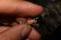 Oedipoda germanica meridionalis