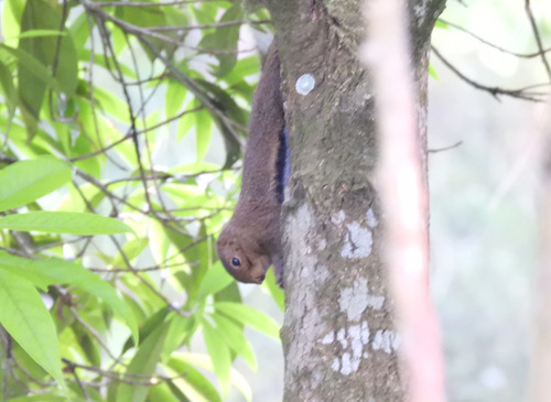 Callosciurus nigrovittatus