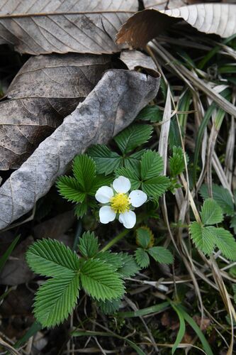 Fragaria nubicola, photograph 4