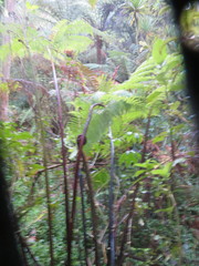 Cyathea medullaris