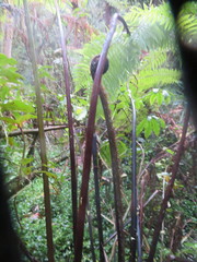 Cyathea medullaris
