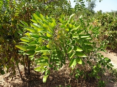 Cassia sieberiana image