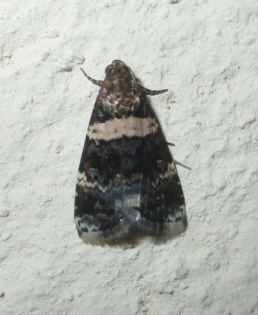 Pseudozarba aethiops