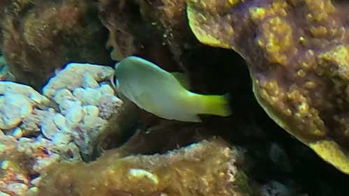 Plectroglyphidodon observed 2025-09-09