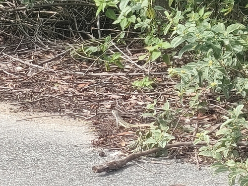 Common Butterfly Lizard