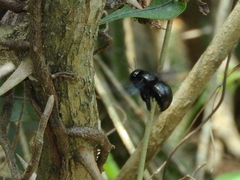 Xylocopa