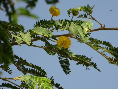 Acacia nilotica image