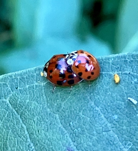 Asian Lady Beetle