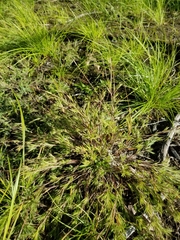 Dichanthelium meridionale