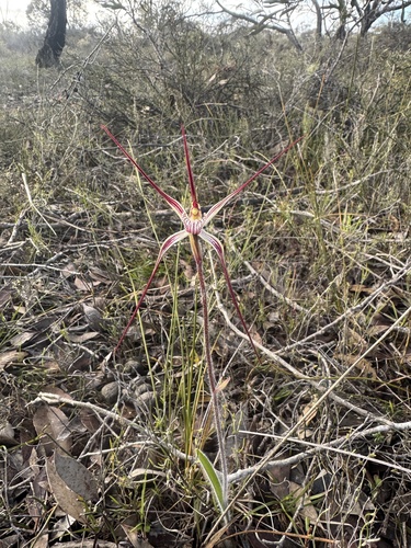 Joseph's spider orchid (Caladenia polychroma)