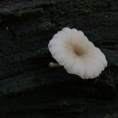 Lichenomphalia umbellifera image