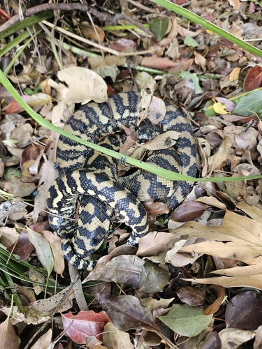 Coastal Carpet Python sighting