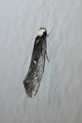 Tinea niveocapitella