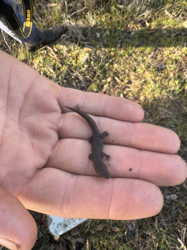 Western Clawless Gecko