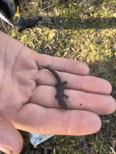 Western Clawless Gecko