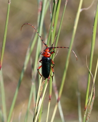 Stenaspis verticalis insignis