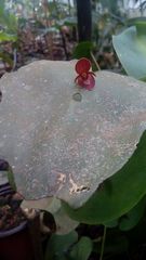 Pleurothallis cardiothallis