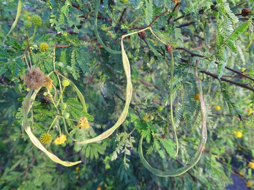 Acacia hockii image