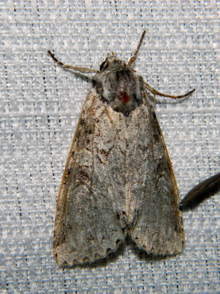 Stormy Arches Moth
