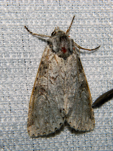 Stormy Arches Moth