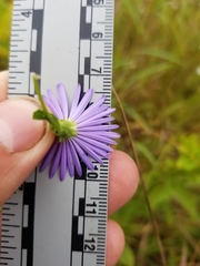 Symphyotrichum robynsianum