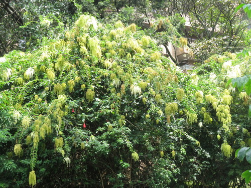 Ledenbergia peruviana