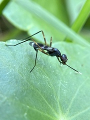 Taeniaptera