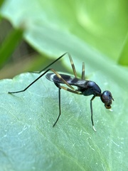Taeniaptera