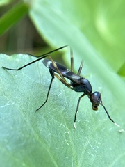 Taeniaptera