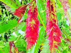 Sanguisorba tenuifolia