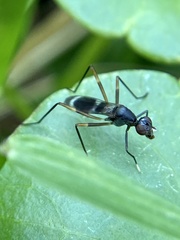 Taeniaptera