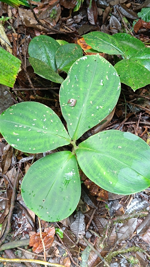 Costus elegans; photograph Juan Martínez Reina, CC BY, iNaturalist via GBIF