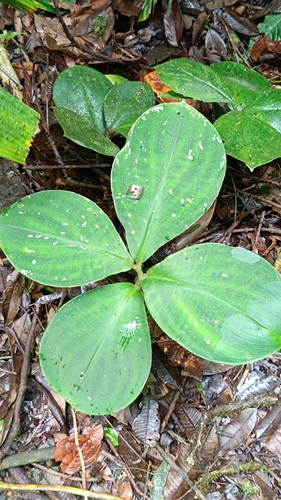 Costus elegans