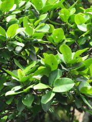 Ficus americana