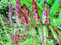 Sanguisorba tenuifolia