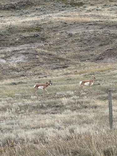 Pronghorn