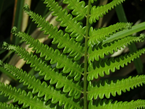 Cyclosorus interruptus