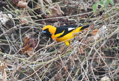 Icterus graceannae