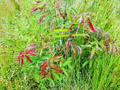 Sanguisorba tenuifolia