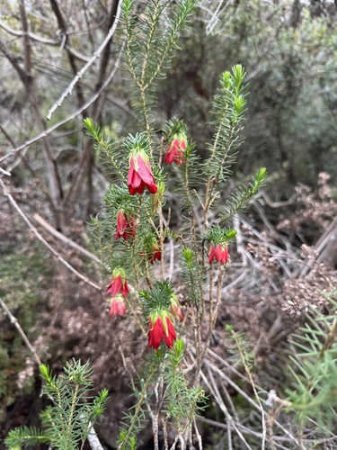 Gillam's Bell (Darwinia oxylepis)