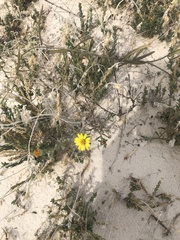 Xanthisma gypsophilum