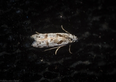 Oxythecta hieroglyphica