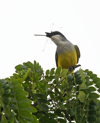 Tyrannus niveigularis